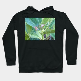 Rhododendron Leaves Hoodie